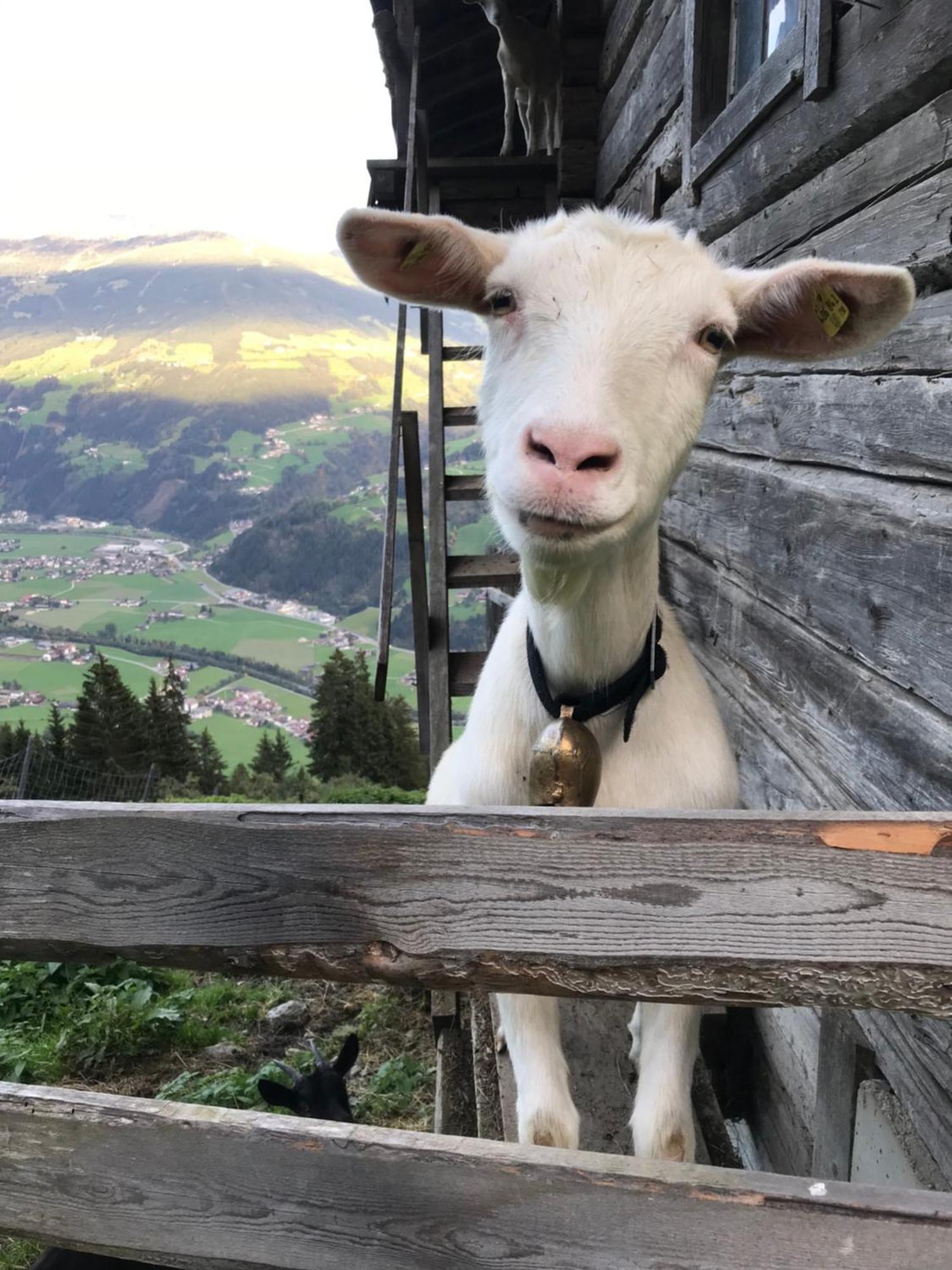Goass'N Alm Zillertal Villa Hippach Bagian luar foto